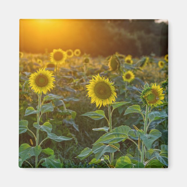Aimant Coucher Du Soleil Sur Le Terrain De Tournesol (Devant)