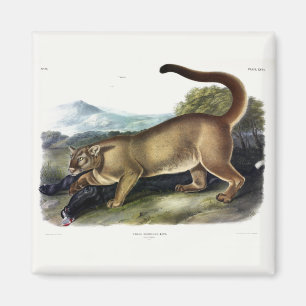 Aimant Cougar ou Puma, Panther, Lion de montagne, Montagn
