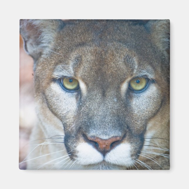 Aimant Cougar, puma, panthère de Floride, Puma (Devant)