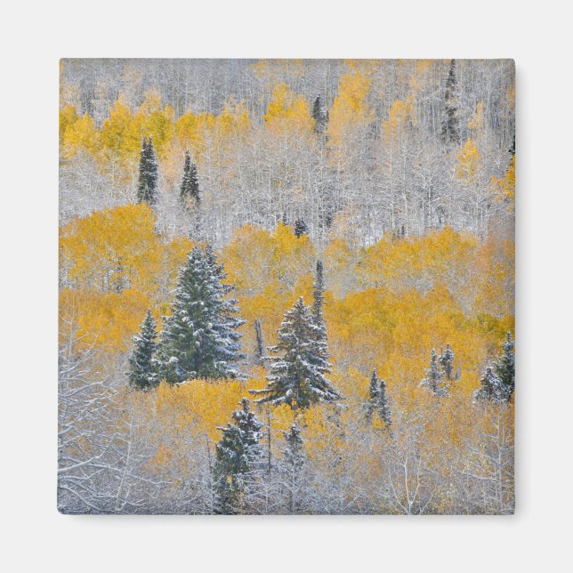 Aimant Couleurs d'automne des trembles et neige fraîche K (Devant)