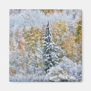 Aimant Couleurs d'automne des trembles et neige Keebler P