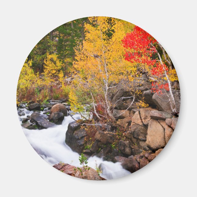 Aimant Couleurs d'automne le long de Bishop Creek, CA (Devant)
