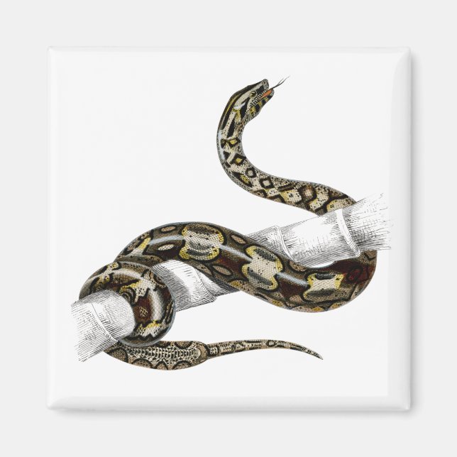 Aimant couleuvre à queue rouge vintage (Devant)