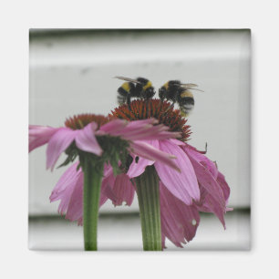 Aimant couple de bourdons sur coneflower