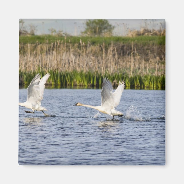 Aimant Couple de cygnes de la toundra décolle pour (Devant)