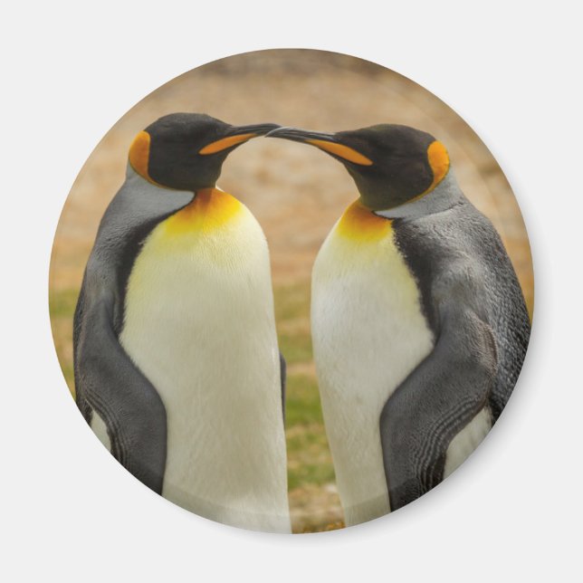 Aimant Couple de manchots royaux, Falklands (Devant)