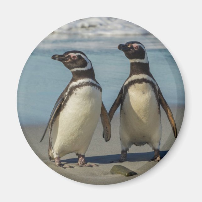 Aimant Couple de manchots sur la plage (Devant)