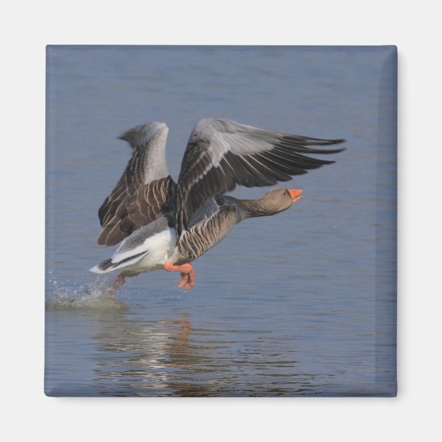 Aimant Courir Greylag Goose (Devant)