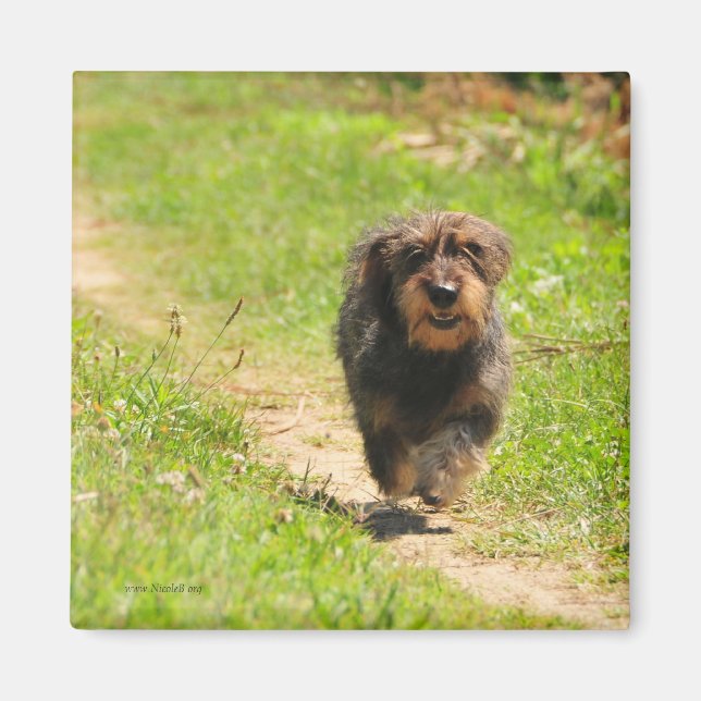 Aimant Courir heureux Dachshund Puppy (Devant)