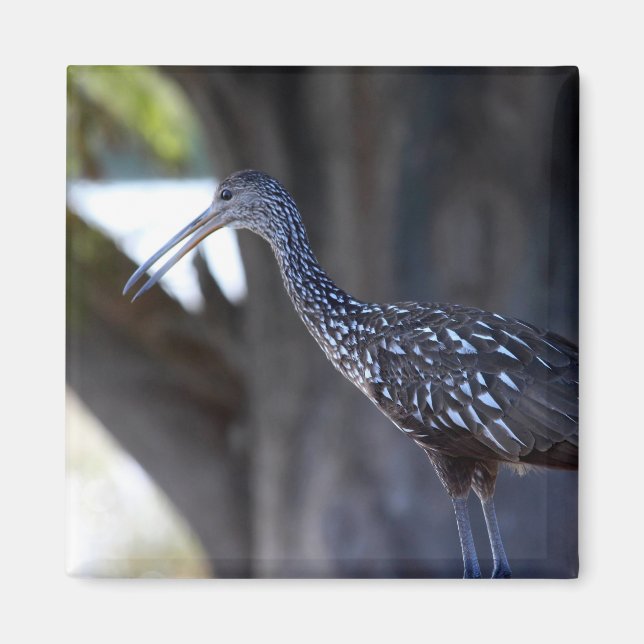 Aimant Courlan huppé, l'oiseau qui pleure (Devant)