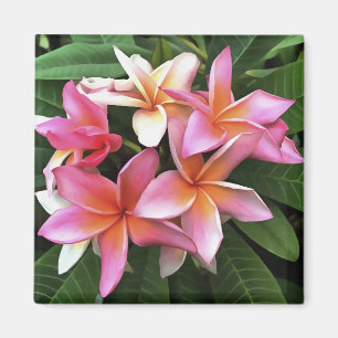 Aimant Couronne De Fleur De Frangipani Rose Pâle