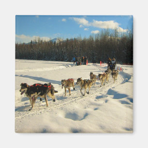 Aimant Course de chiens de traîneau Iditarod Trail