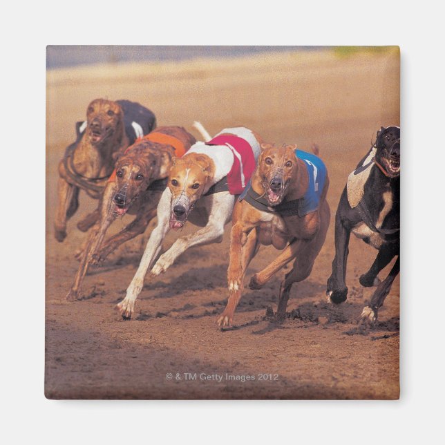 Aimant Course Greyhounds sur piste (Devant)