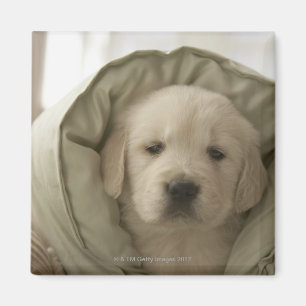 Aimant Coussin autour de chien