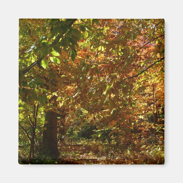 Aimant Couvert de feuilles d'automne II Photographie d'au (Devant)