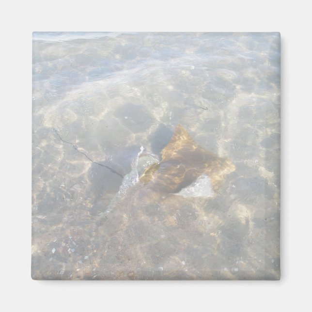 Aimant Cownose Stingray OBX Series (Devant)