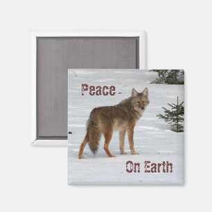 Aimant Coyote dans l'aimant de neige