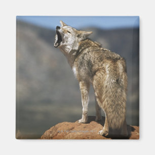 Aimant Coyote hurlant du clou