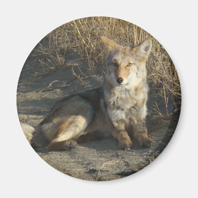 Aimant Coyote R19 Couché (Devant)