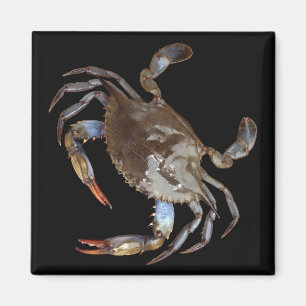 Aimant Crabe bleu