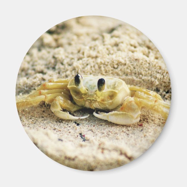 Aimant Crabe de sable, Curaçao, îles des Caraïbes, photo (Devant)