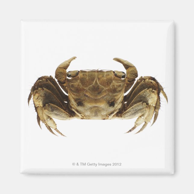 Aimant Crabe sur arrière - plan blanc (Devant)
