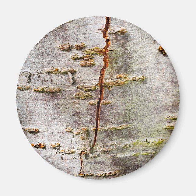 Aimant Cracked Birch (Devant)