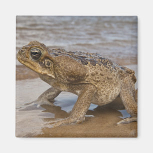 Aimant Crain de cane Rhinella marina, précédemment Bufo