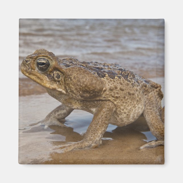 Aimant Crain de cane Rhinella marina, précédemment Bufo (Devant)
