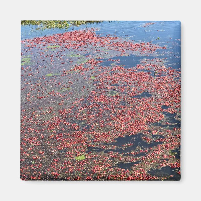 Aimant Cranberry Farm, Long Beach, Washington (Devant)