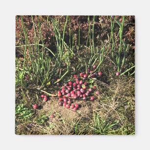Aimant Cranberry Farm, Long Beach, Washington