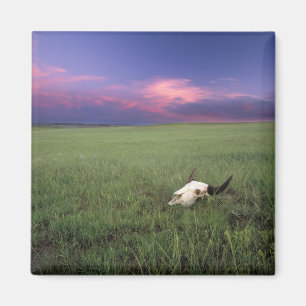 Aimant Crâne de buffle dans l'herbe de prairie près de Me