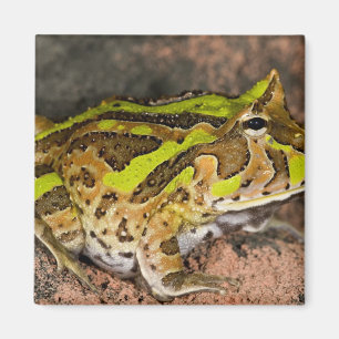 Aimant Crapaud cornu brésilien, Ceratophrys cornuta, Nati