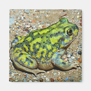 Aimant Crapaud de Spadefoot d'un divan