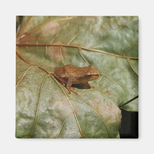 Aimant Crapaud minuscule