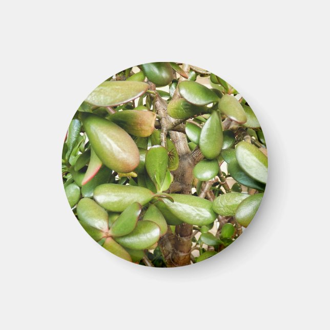 Aimant Crassula ovata (Devant)