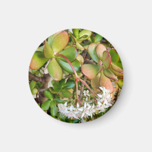 Aimant Crassula ovata