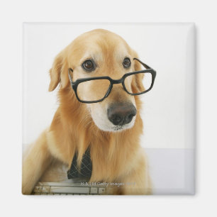 Aimant Cravate et verres de port de chien se reposant sur