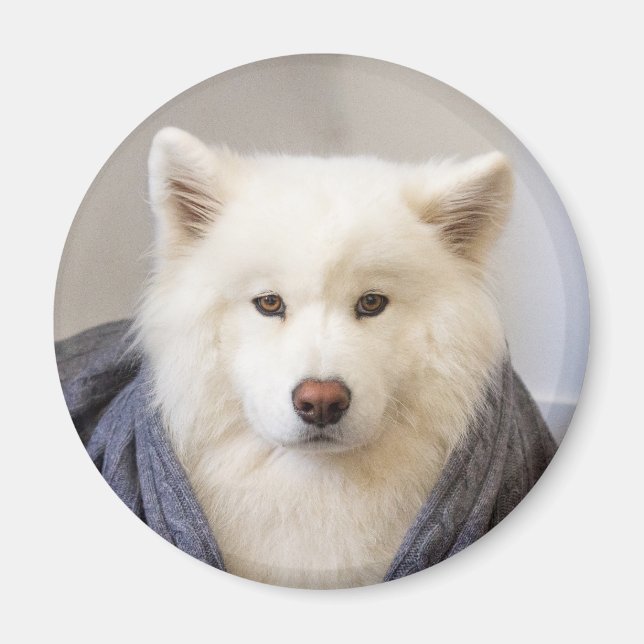 Aimant CRB - Ours douillet (Devant)