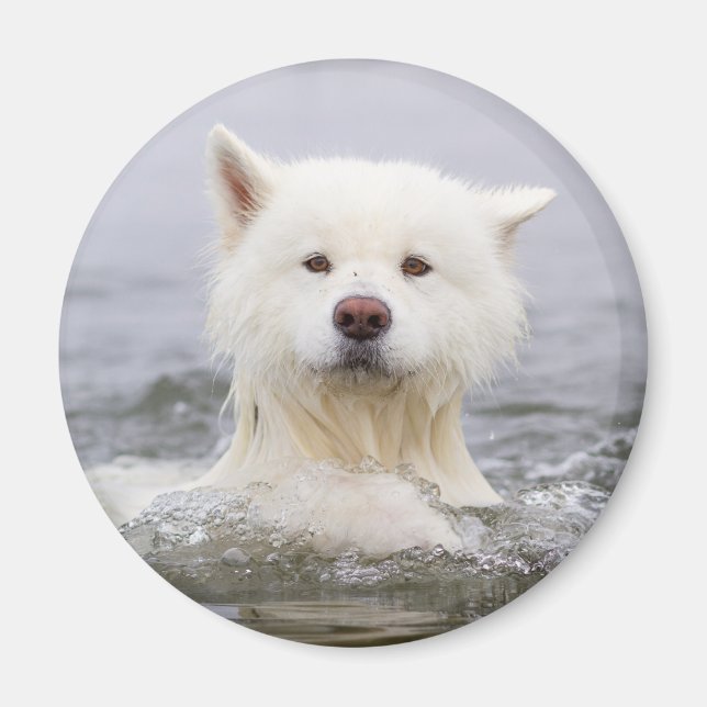 Aimant CRB - Ours polaire (Devant)