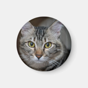 Aimant Créez Votre Propre Photo de Chat Personnalisée