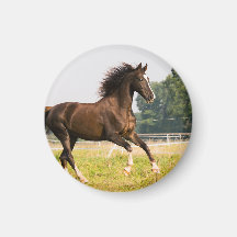 Créez votre propre photo de cheval de compagnie pe