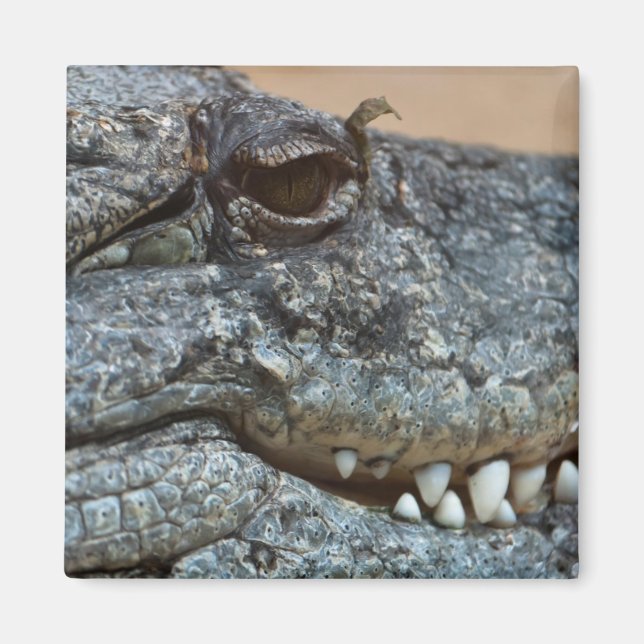 Aimant Crocodile (Devant)