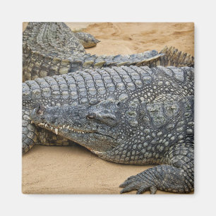 Aimant Crocodiles