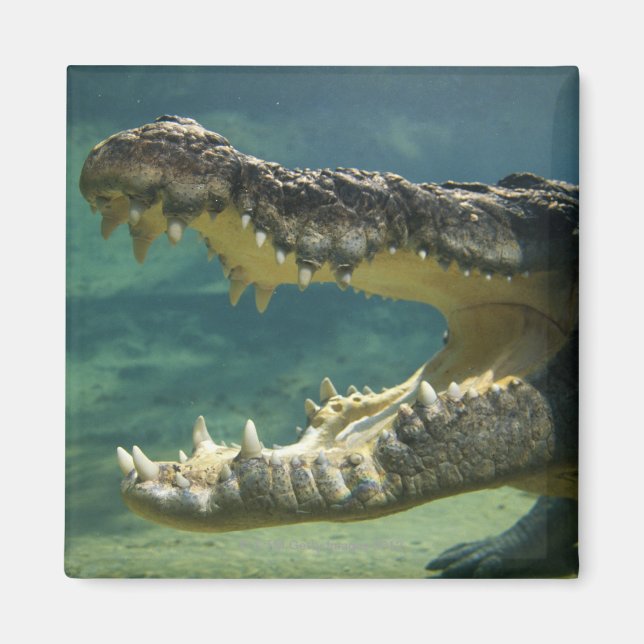 Aimant Crocodiles bouche ouverte (Devant)