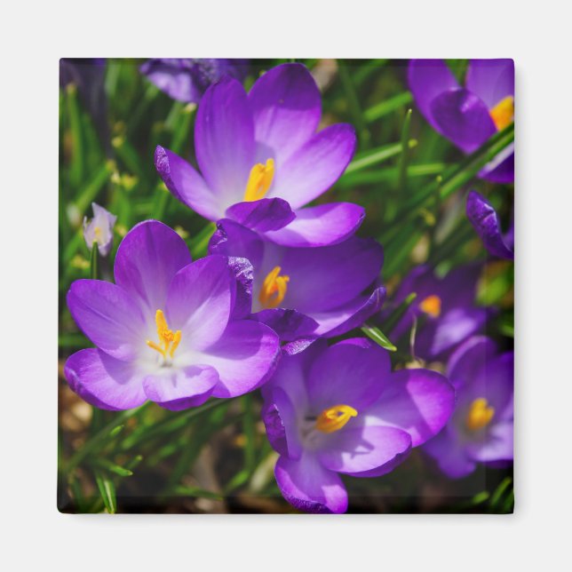 Aimant Crocus Lilac (Devant)