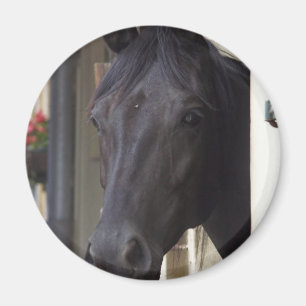 Aimant croisé frison de pur sang