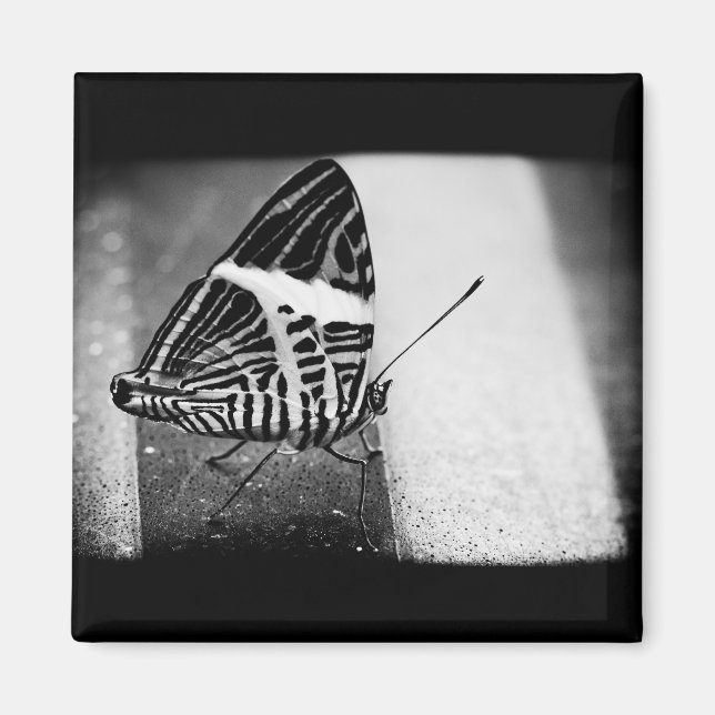 Aimant croisement de papillon (Devant)