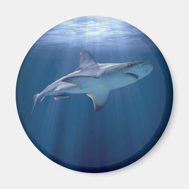 Aimant Cruising Shark (Devant)