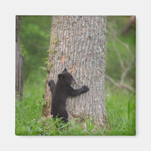 Aimant Cube d'ours noir | Great Smoky Mountains (Devant)